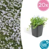 La Green Touch Fleurs De Saison | - Isotoma fluviatilis x20 – entre 1,25 et 1,67m2