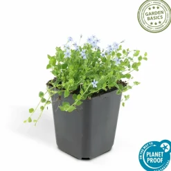 La Green Touch Fleurs De Saison | - Isotoma fluviatilis x20 – entre 1,25 et 1,67m2