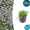 La Green Touch - Isotoma fluviatilis x12 – entre 0,75 et 1m2 Discount