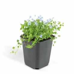 La Green Touch - Isotoma fluviatilis x12 – entre 0,75 et 1m2 Discount