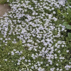 La Green Touch - Isotoma fluviatilis x12 – entre 0,75 et 1m2 Discount