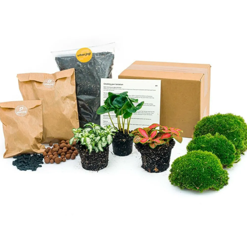 La Green Touch Terrariums Et Compositions | - Kit rempotage plantes pour terrarium 3 plantes : caféier + 2 fittonia -