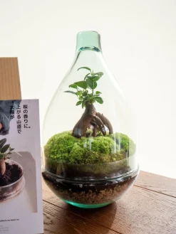 La Green Touch Terrariums Et Compositions | - Kit terrarium diy - cortica