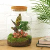 La Green Touch - Kit terrarium diy - mila sans led calathea + asparagus + fittonia - sans outil Best