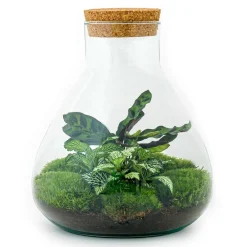 La Green Touch - Kit terrarium diy - sama calathea + fittonia verte - sans outil Sale