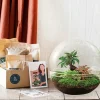 La Green Touch Terrariums Et Compositions | - Kit terrarium diy - dome xl ficus + 2 fittonia - sans outil