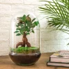 La Green Touch - Kit terrarium diy - paris ficus - Best