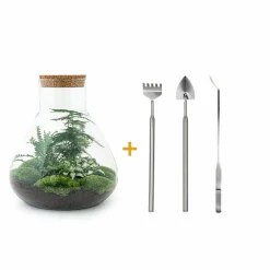 La Green Touch - Kit terrarium diy - samos sans led asparagus + fittonia + lierre - pelle + rateau + pince Outlet