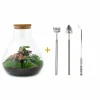 La Green Touch - Kit terrarium diy - samos sans led calathea + fittonia rouge et verte - pelle + rateau + pince Hot