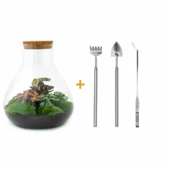 La Green Touch - Kit terrarium diy - samos sans led calathea + fittonia rouge et verte - pelle + rateau + pince Hot