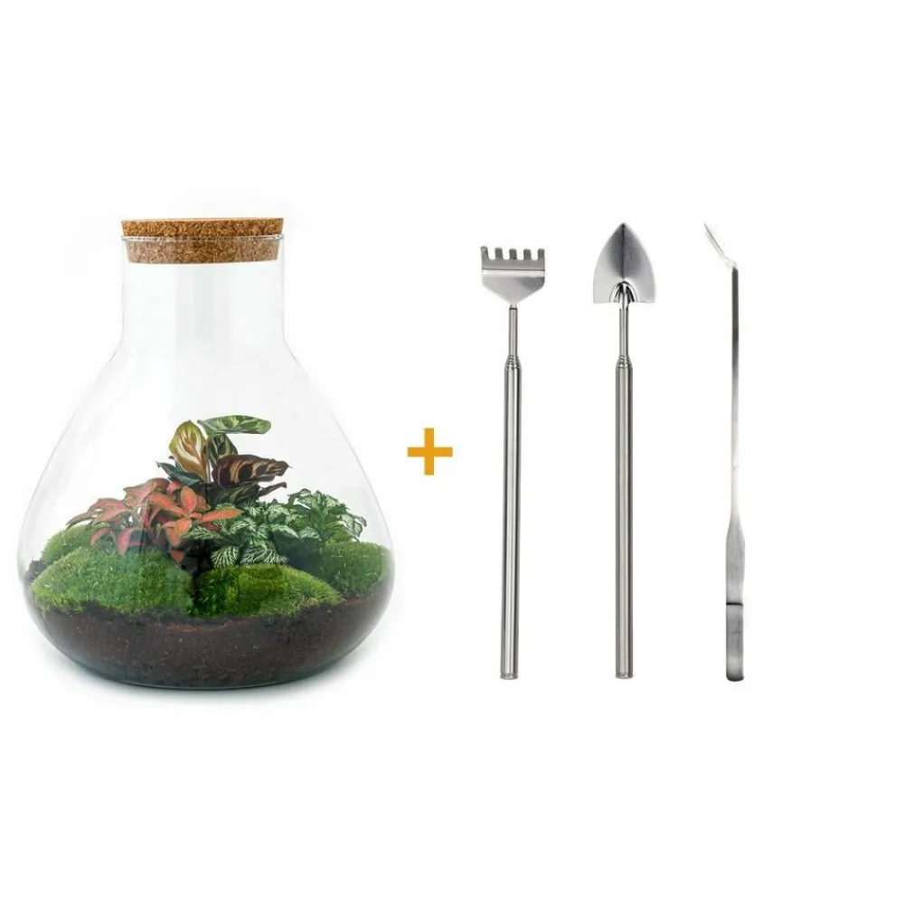 La Green Touch - Kit terrarium diy - samos sans led calathea + fittonia rouge et verte - pelle + rateau + pince Hot
