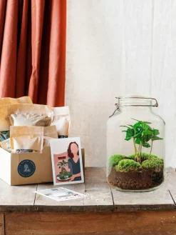 La Green Touch - Kit terrarium diy - oslo calathéa leopardina - sans outil Best