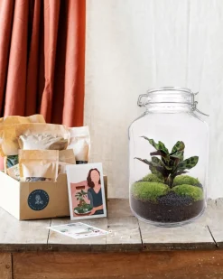 La Green Touch - Kit terrarium diy - oslo calathéa leopardina - sans outil Best
