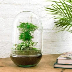 La Green Touch - Kit terrarium diy - paris asparagus - Discount