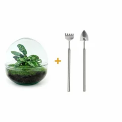 La Green Touch - Kit terrarium diy - dome calathea/fittonia verte - rateau + pelle