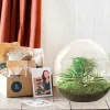 La Green Touch - Kit terrarium diy - dome xl asparagus + lierre + fittonia - rateau + pelle + pince Discount