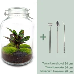 La Green Touch Terrariums Et Compositions | - Kit terrarium diy - oslo calathéa leopardina - rateau + pelle + pince