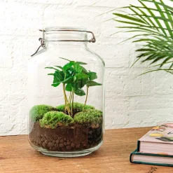 La Green Touch Terrariums Et Compositions | - Kit terrarium diy - oslo caféier - sans outil