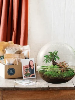 La Green Touch - Kit terrarium diy - dome xl ficus + 2 fittonia - rateau + pelle Hot