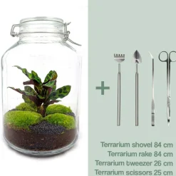 La Green Touch Terrariums Et Compositions | - Kit terrarium diy - oslo calathéa leopardina - rateau + pelle + pince + ciseaux