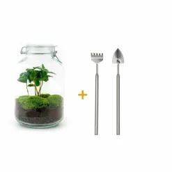 La Green Touch - Kit terrarium diy - oslo caféier - rateau + pelle Clearance