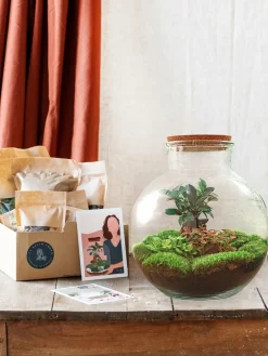 La Green Touch - Kit terrarium diy - baobab ficus + 2 fittonia - rateau + pelle + pince + ciseaux Hot