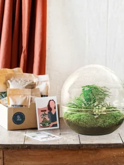 La Green Touch - Kit terrarium diy - dome xl asparagus + lierre + fittonia - rateau + pelle + pince + ciseaux Best
