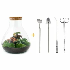 La Green Touch - Kit terrarium diy - samos sans led calathea + fittonia rouge et verte - pelle + rateau + pince + ciseau Hot