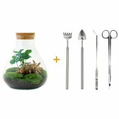 La Green Touch - Kit terrarium diy - sama caféier + fittonia rouge - rateau + pelle + pince + ciseaux New