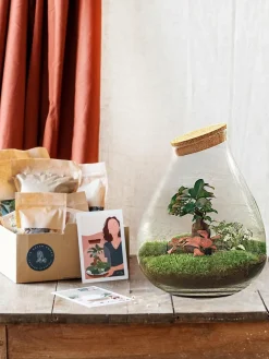La Green Touch Terrariums Et Compositions | - Kit terrarium diy - doorn ficus + 2 fittonia - rateau + pelle