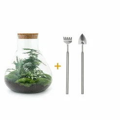 La Green Touch - Kit terrarium diy - samos sans led asparagus + fittonia + lierre - pelle + rateau New