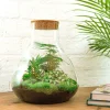 La Green Touch - Kit terrarium diy - samos sans led asparagus + fittonia + lierre - sans outil Sale