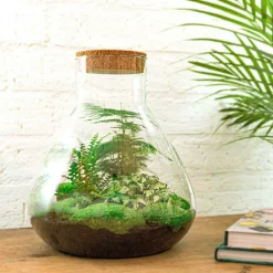 La Green Touch - Kit terrarium diy - samos sans led asparagus + fittonia + lierre - sans outil Sale