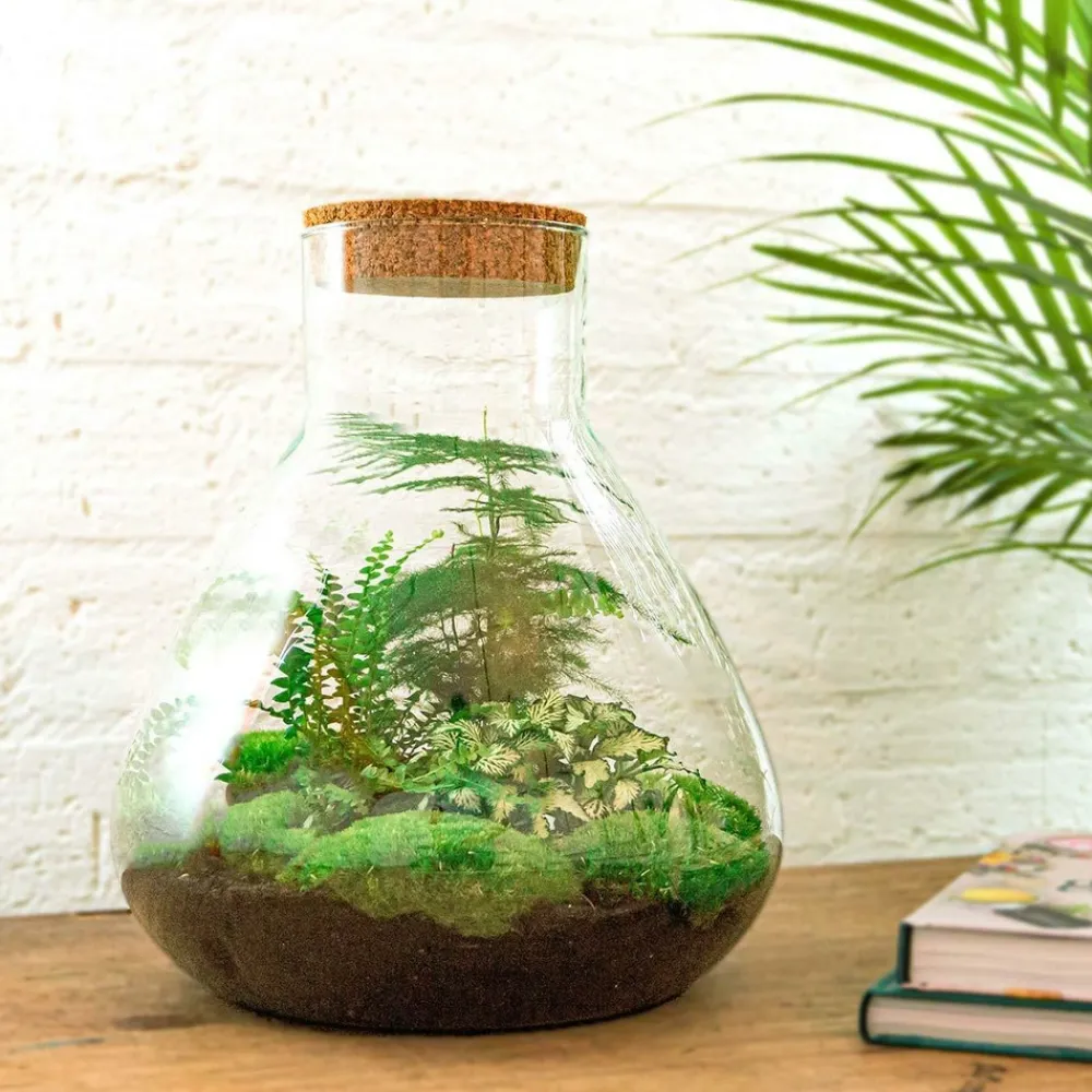 La Green Touch - Kit terrarium diy - samos sans led asparagus + fittonia + lierre - sans outil Sale