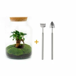 La Green Touch Terrariums Et Compositions | - Kit terrarium diy - mila