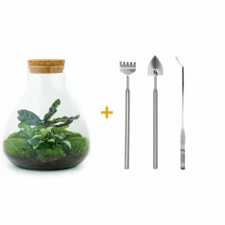 La Green Touch Terrariums Et Compositions | - Kit terrarium diy - sama calathea + fittonia verte - rateau + pelle + pince