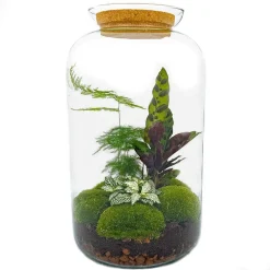 La Green Touch Terrariums Et Compositions | - Kit terrarium diy - salen - sans outil