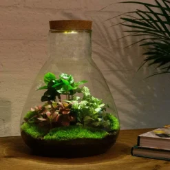La Green Touch Terrariums Et Compositions | - Kit terrarium diy - samos avec led caféier + fittonia rouge et verte - sans outil