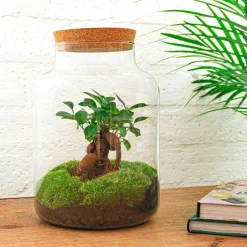 La Green Touch Terrariums Et Compositions | - Kit terrarium diy - mila sans led ficus - sans outil
