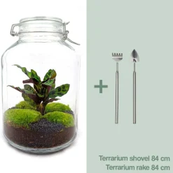 La Green Touch - Kit terrarium diy - oslo calathéa leopardina - rateau + pelle