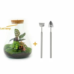 La Green Touch Terrariums Et Compositions | - Kit terrarium diy - samos sans led calathea + fittonia rouge et verte - sans outil