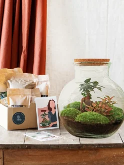 La Green Touch Terrariums Et Compositions | - Kit terrarium diy - samos avec led calathea + fittonia rouge et verte - sans outil