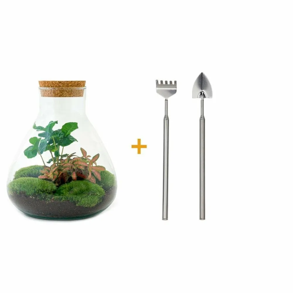 La Green Touch - Kit terrarium diy - sama caféier + fittonia rouge - rateau + pelle Hot