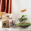 La Green Touch Terrariums Et Compositions | - Kit terrarium diy - doorn calathéa + caféier + fittonia - rateau + pelle + pince