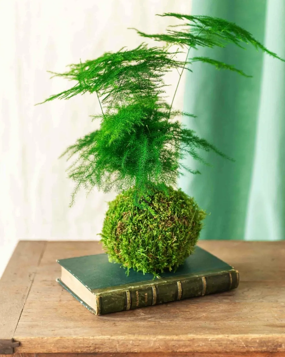 La Green Touch Terrariums Et Compositions | - Kokedama - asparagus