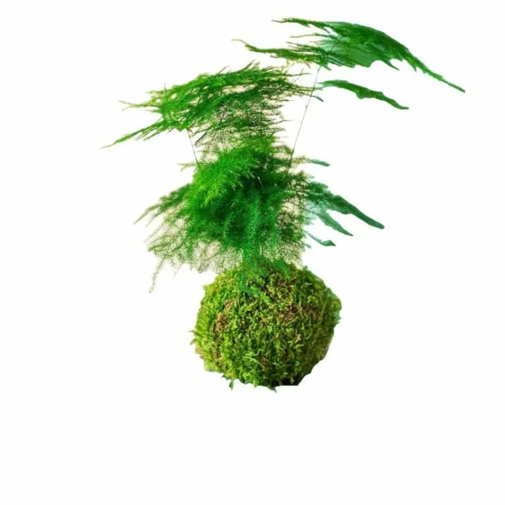 La Green Touch Terrariums Et Compositions | - Kokedama - asparagus