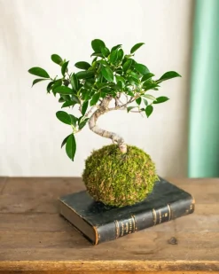 La Green Touch Terrariums Et Compositions | - Kokedama - bonsai retusa