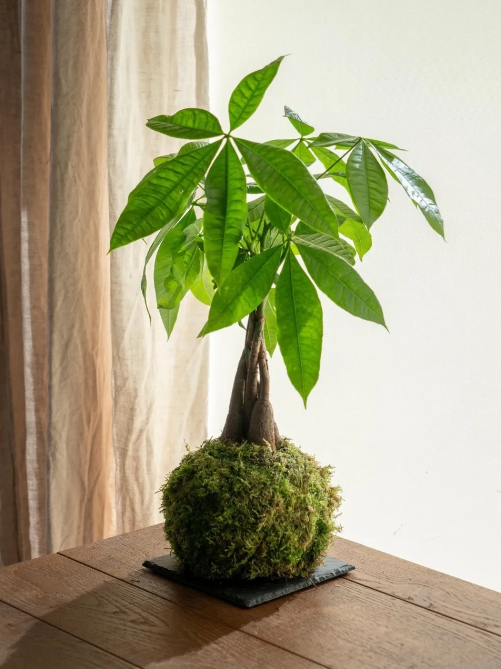 La Green Touch Terrariums Et Compositions | - Kokedama - pachira