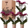 La Green Touch - Kolibri orchids - boîte surprise monochrome - boîte avantageuse pour les plantes - avec 4 orchidées New