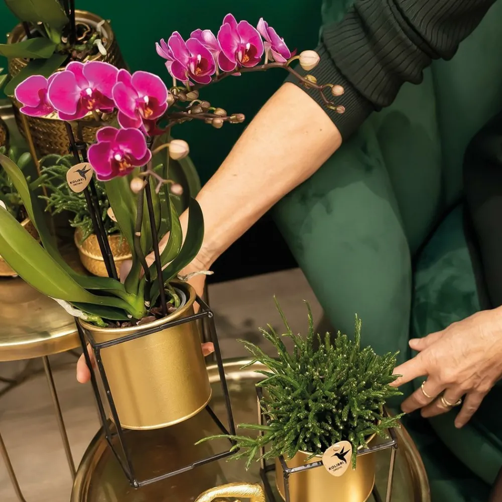 La Green Touch - Kolibri orchids - boîte surprise monochrome - boîte avantageuse pour les plantes - avec 4 orchidées New